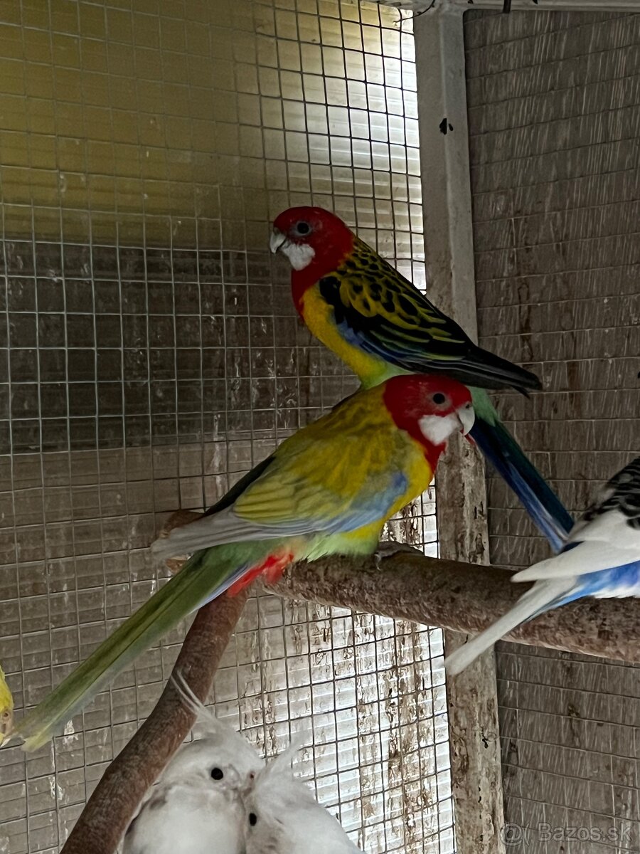 Papagaje rozely penanty pyrura - 3