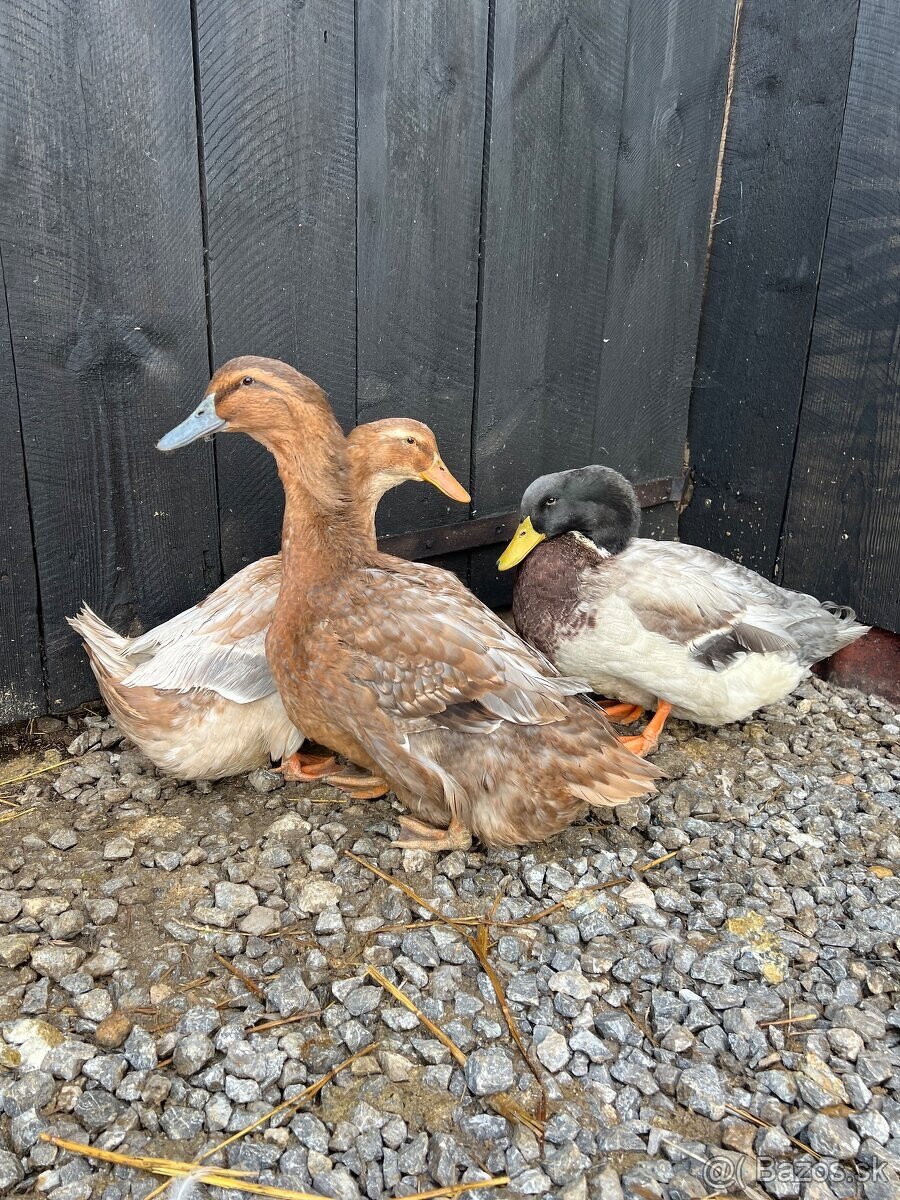 Kačice ruánske - 3