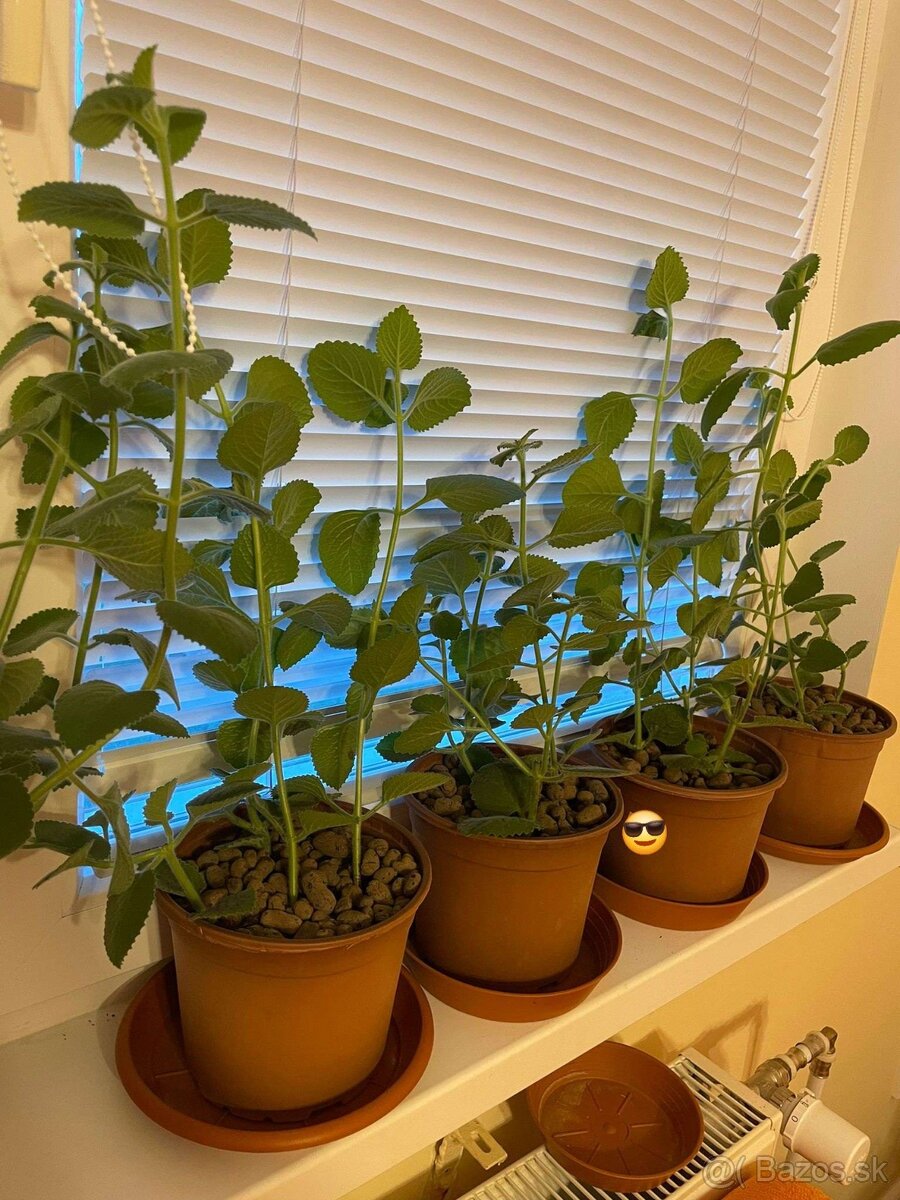 ✅ 𝐍𝐀𝐃𝐂𝐇𝐎𝐕𝐍𝐈𝐊 ✅ v kvetinaci - 3