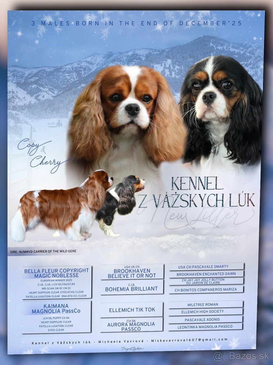 Cavalier King Charles španiel s PP - 3