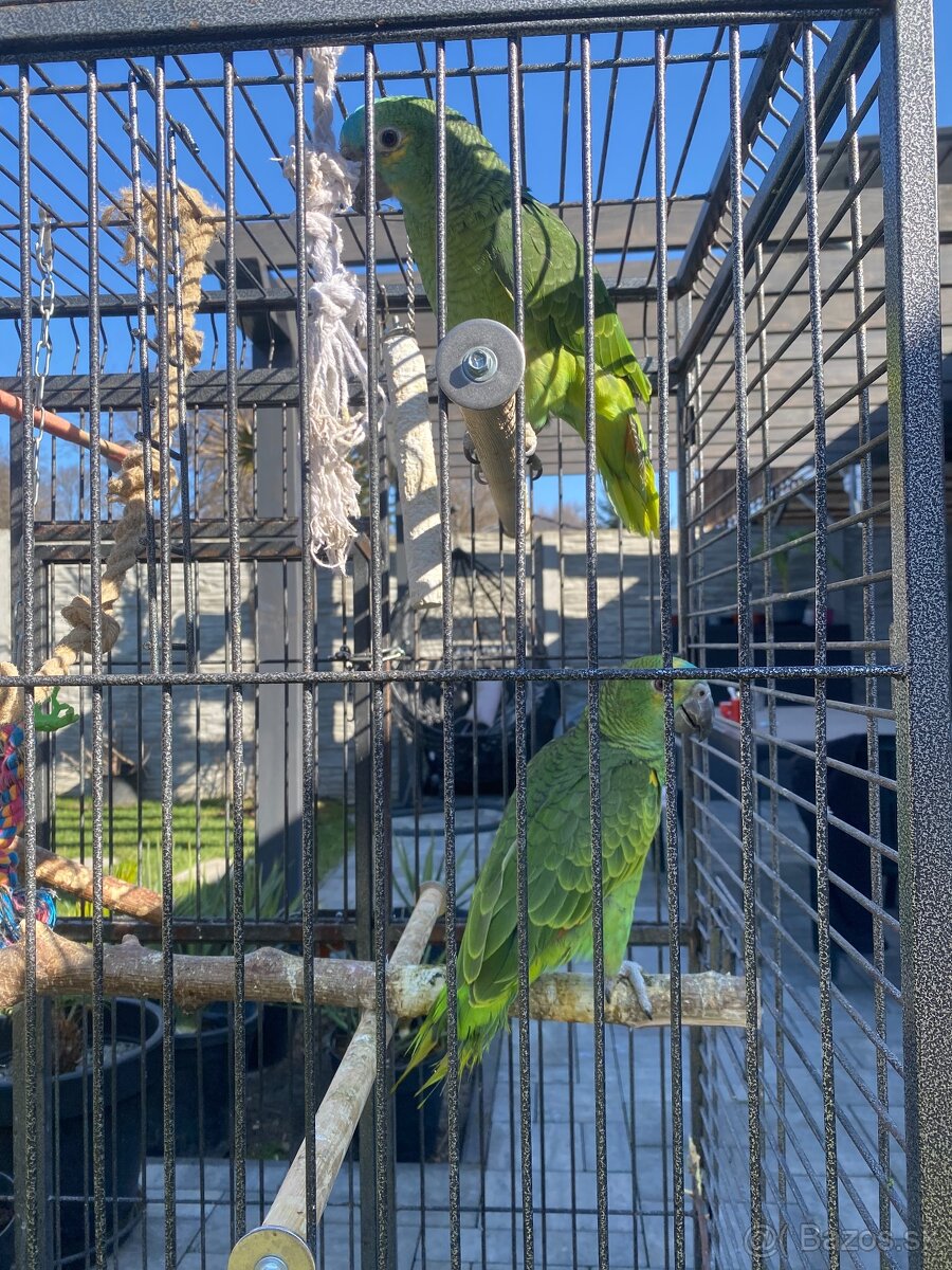 Amazonan modročelý - 3