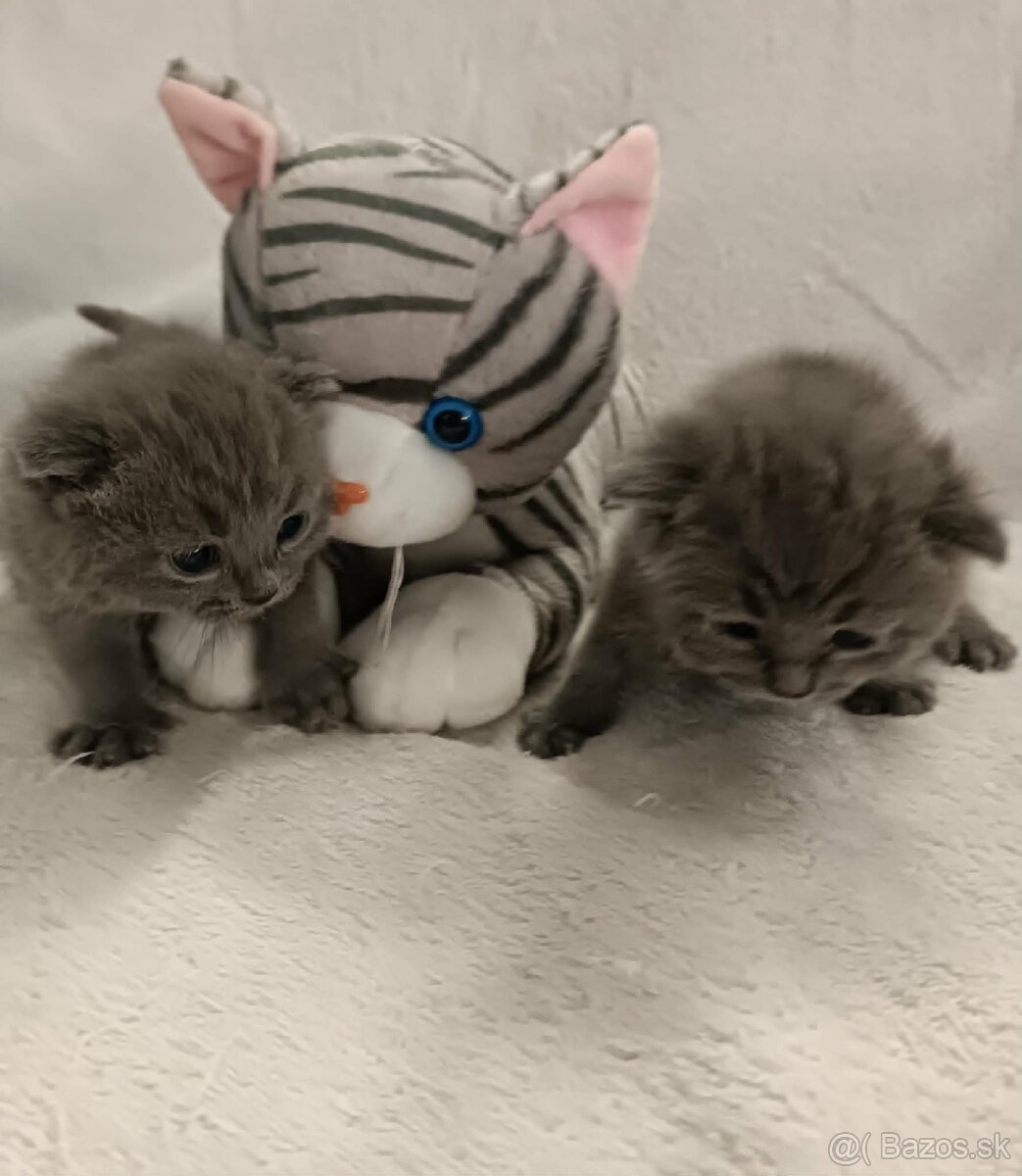 Britské krátkosrsté mačiatka - 3