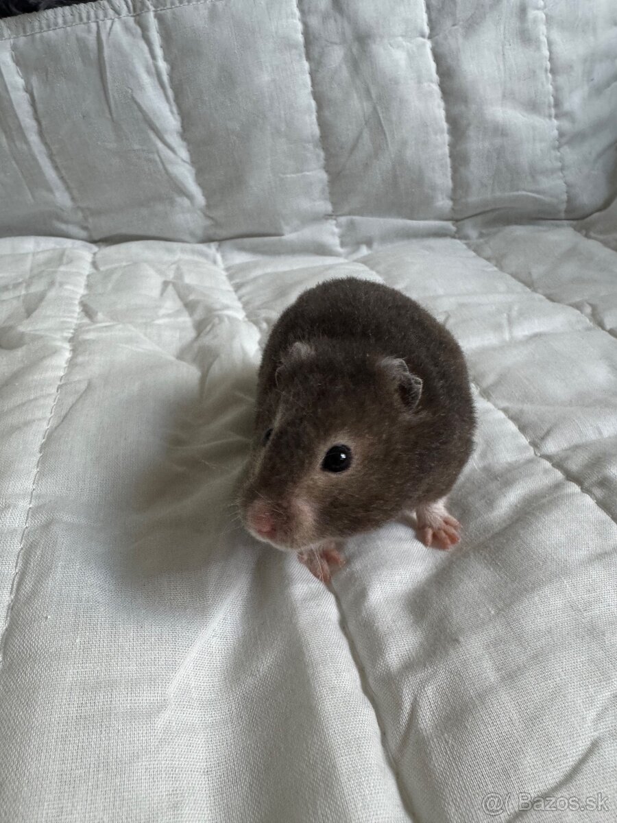 Sýrsky škrečok s PP + box a doplnky - 3