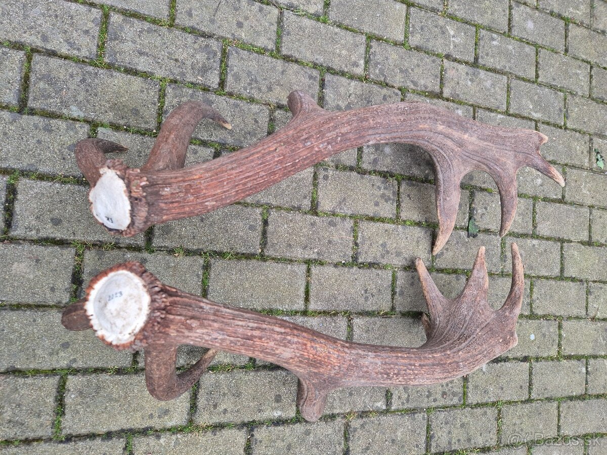 Trofej trofeje paroh parohy parozie zhody - 3