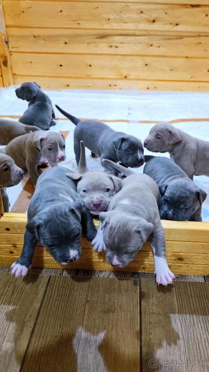 Štěňátka American Bully XL - registrace ABKC (Jihlava CZ) - 3