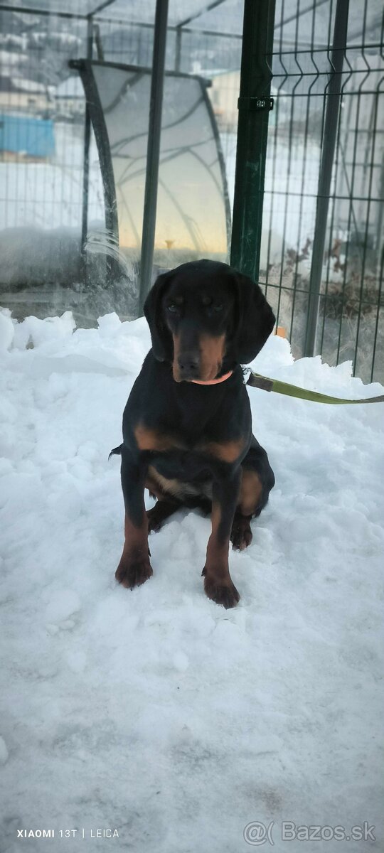 Slovenský kopov - 3