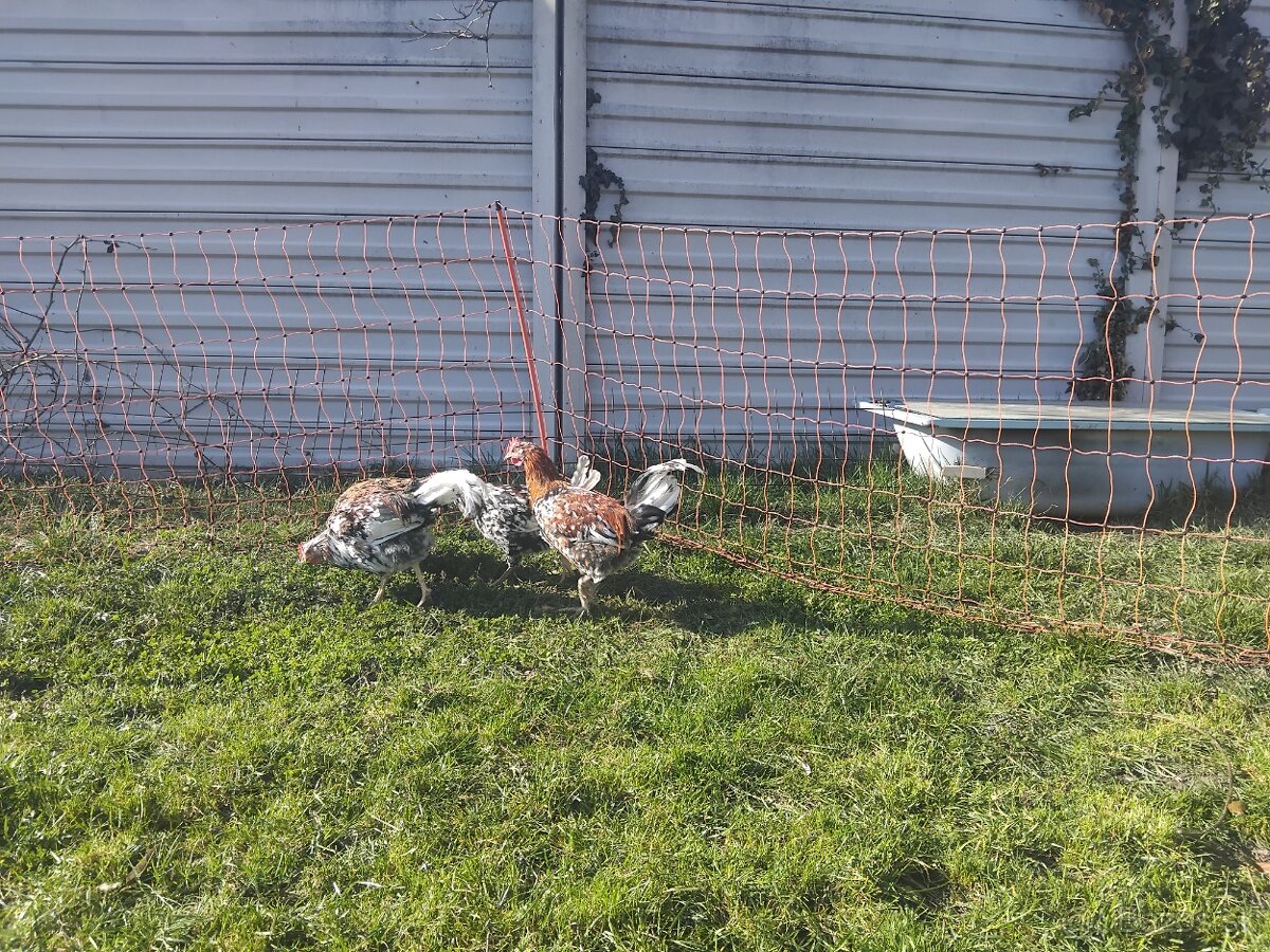 Svedska kvetinka - 3