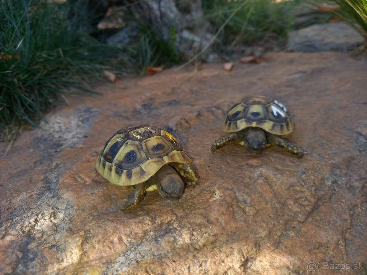 Testudo hermanni - 3