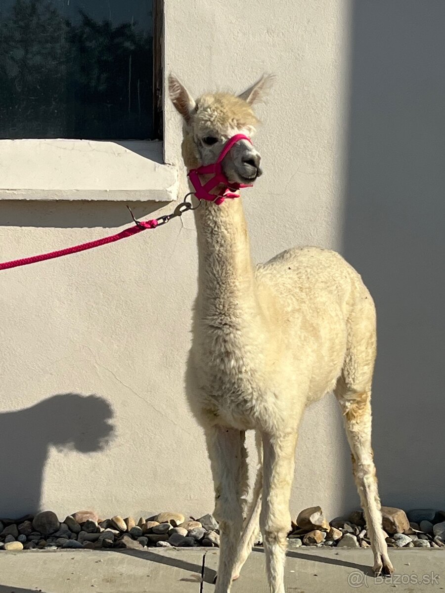 VÝHODNÁ CENA Alpaka samica - 3