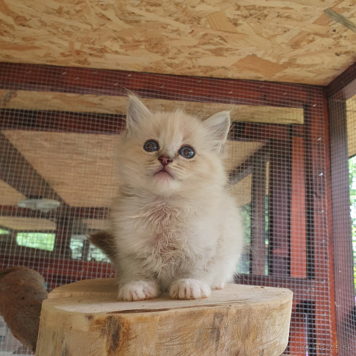 Ponukam maciatka ragdoll - 3