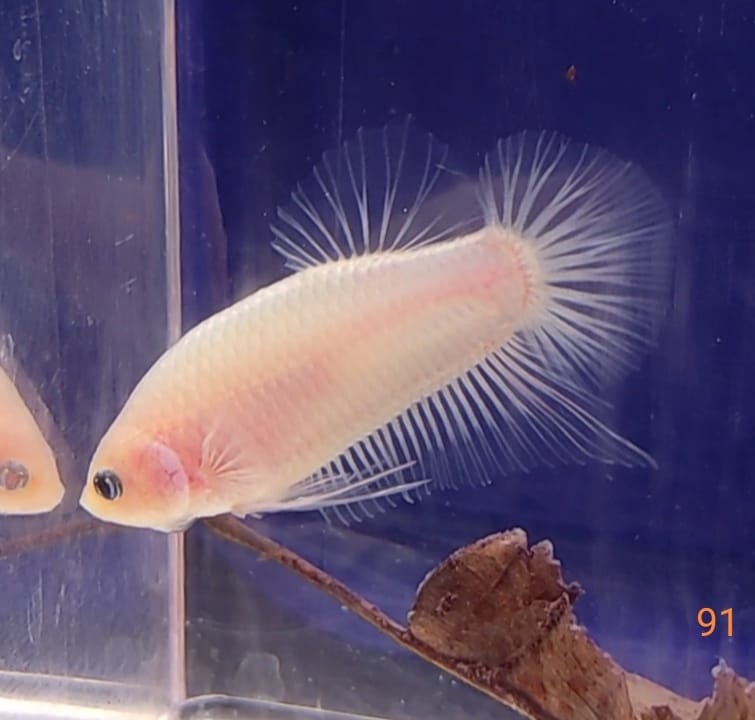 Bojovnice celofan samec shorttail - 3