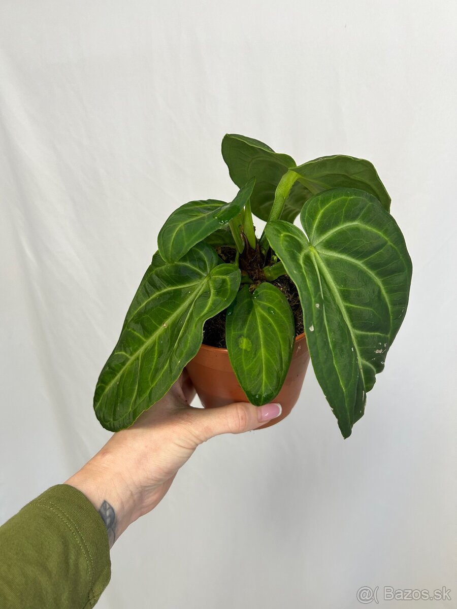 Anthurium Villenaorum - 3