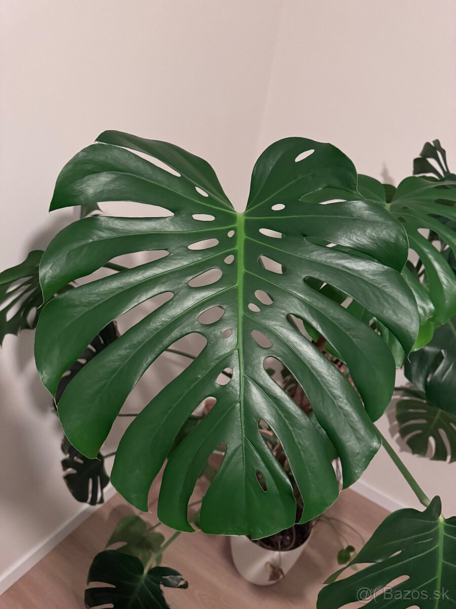Monstera - 3