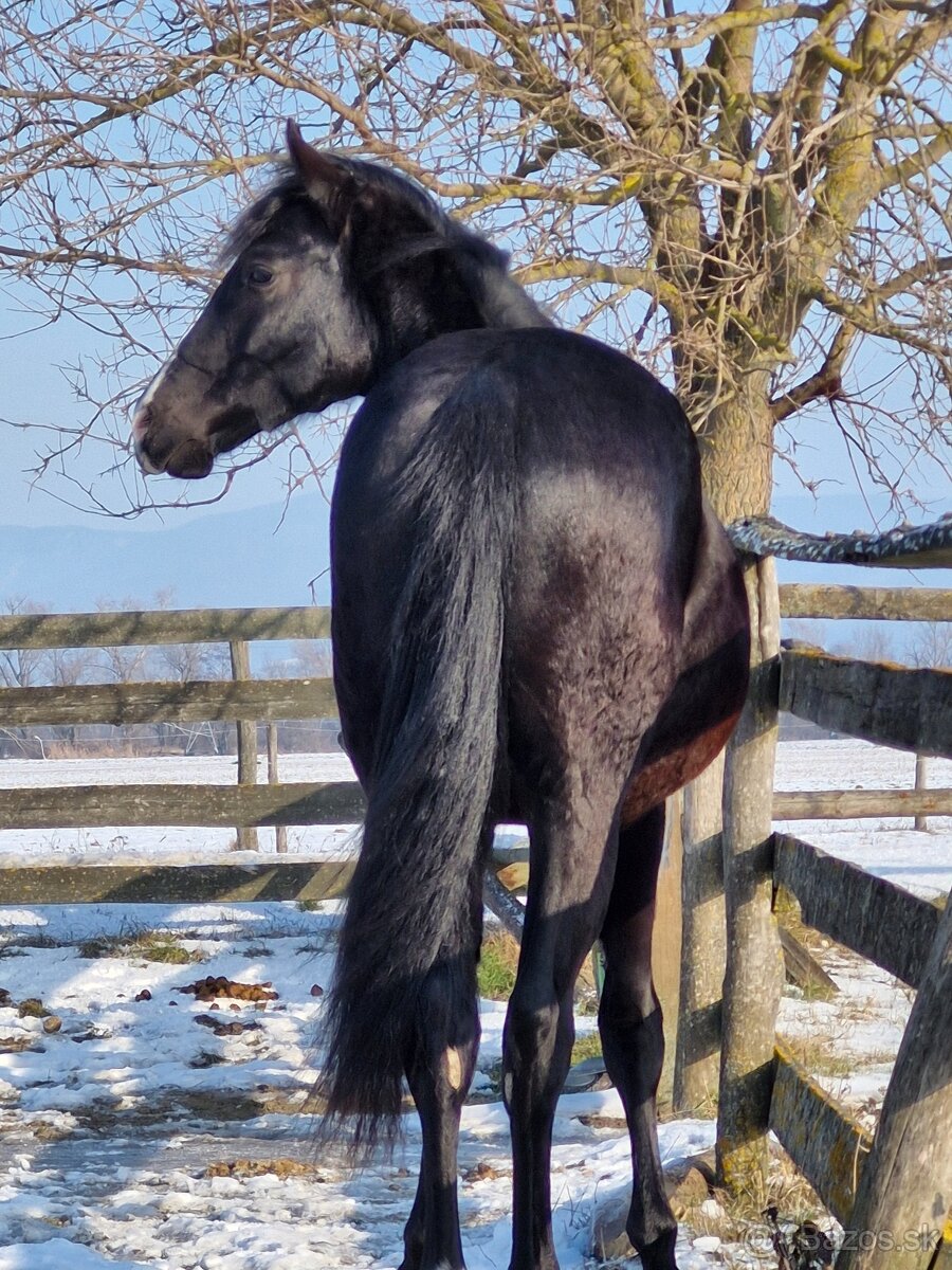 appaloosa žrebček - 3