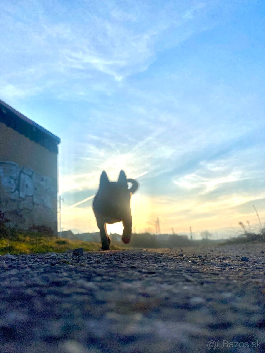 DARUJEM PSÍKA DO DOBRÝCH RÚK - 3