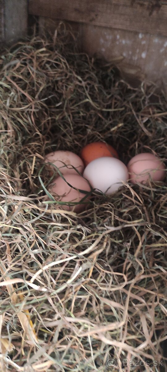 Domáce vajíčka - 3