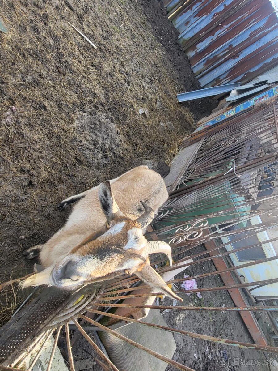 Predám kozu a Capa - 3