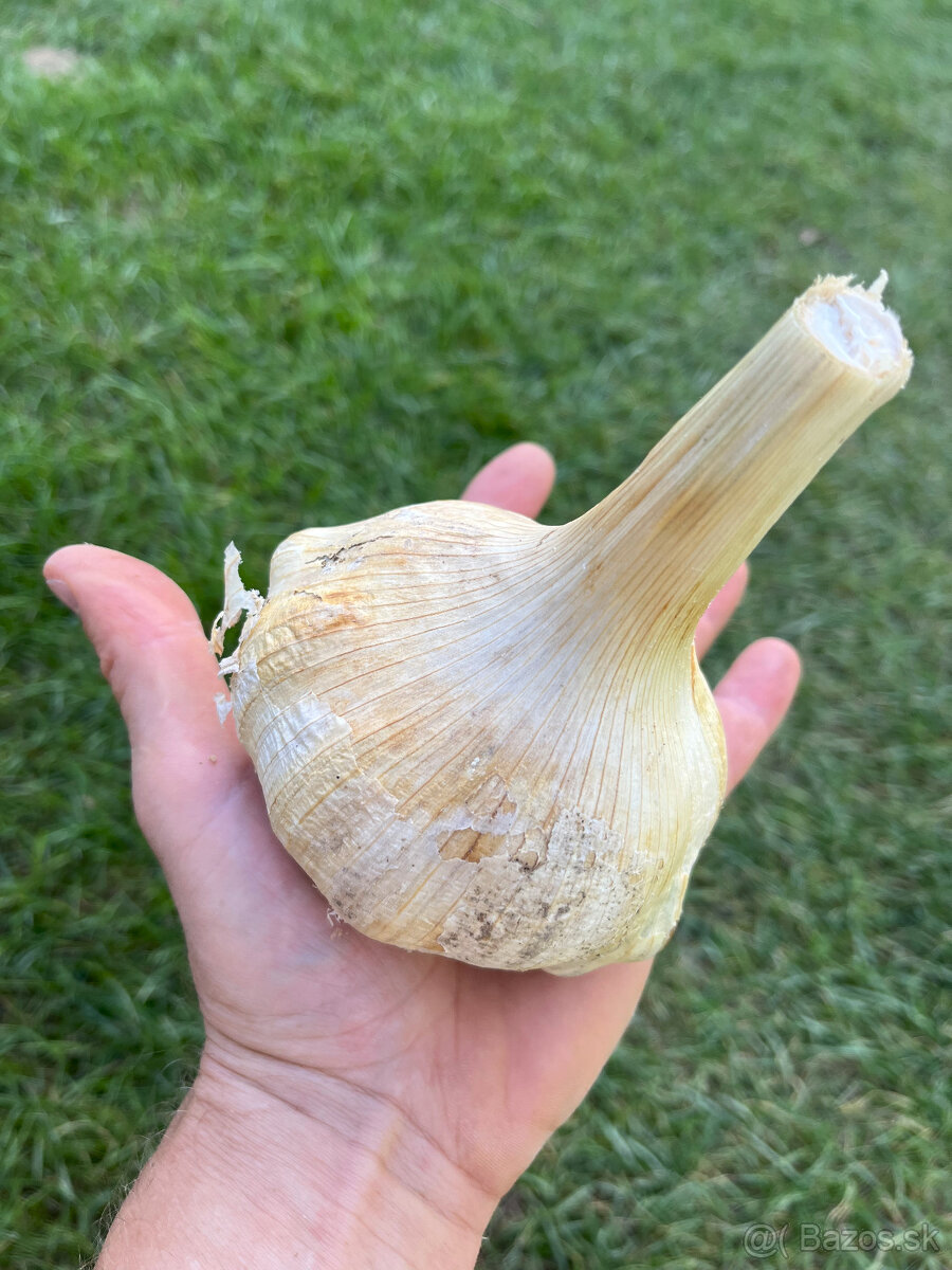Sloní cesnak - 3