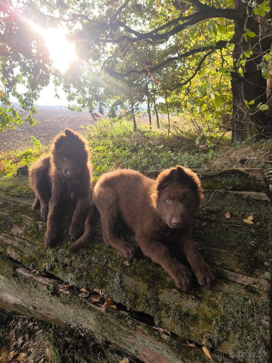 Nemecký ovčiak bez PP šteniatka - 3