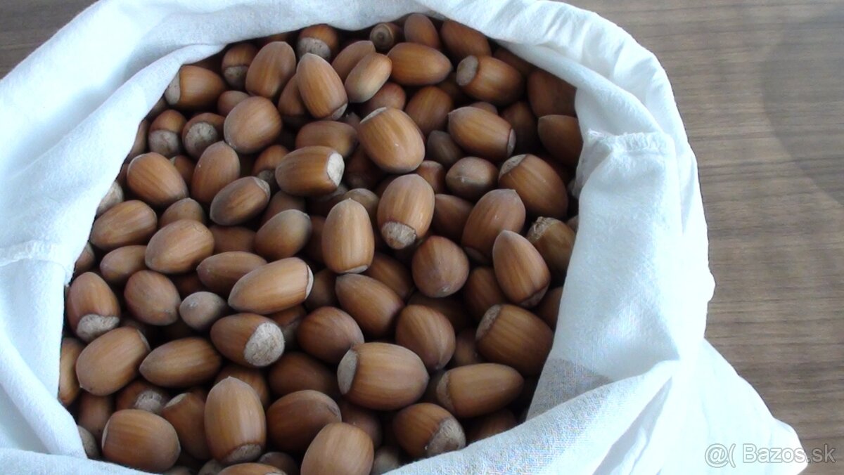 Lieskové orechy nelúpané - 3
