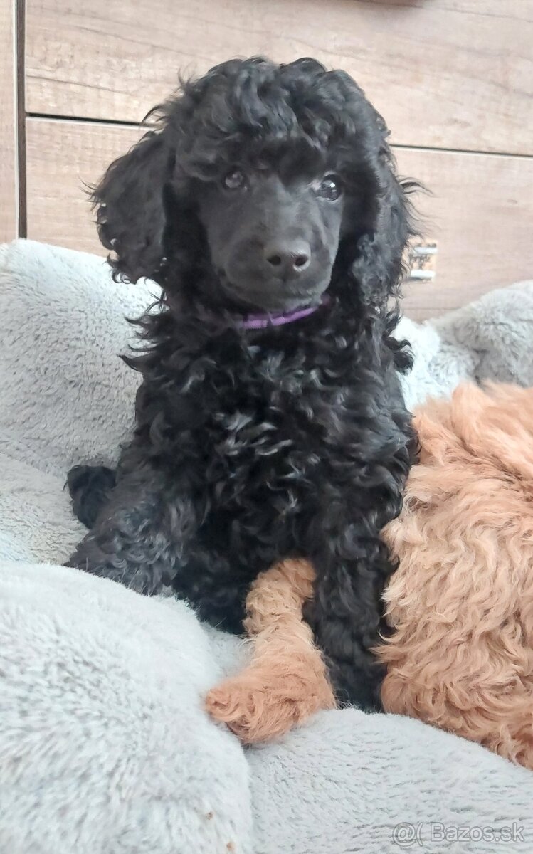 Pudel pudlik toy/trpaslík s PP - 3