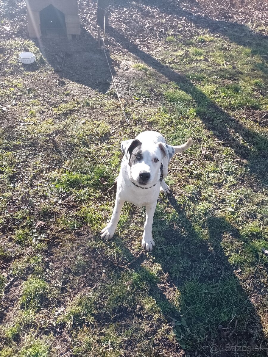 Predám psa - 3