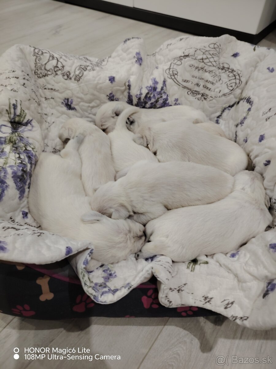 Bradáč malý biely - 3