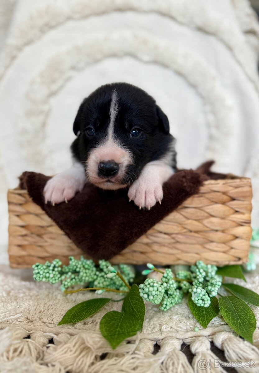 Border kolia s PP - 3