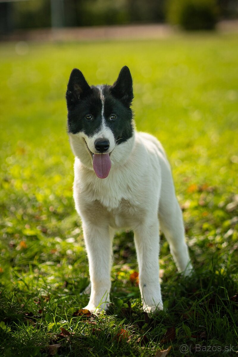 Aljašský malamut /Kanadsko eskimácky pes s PP - 3