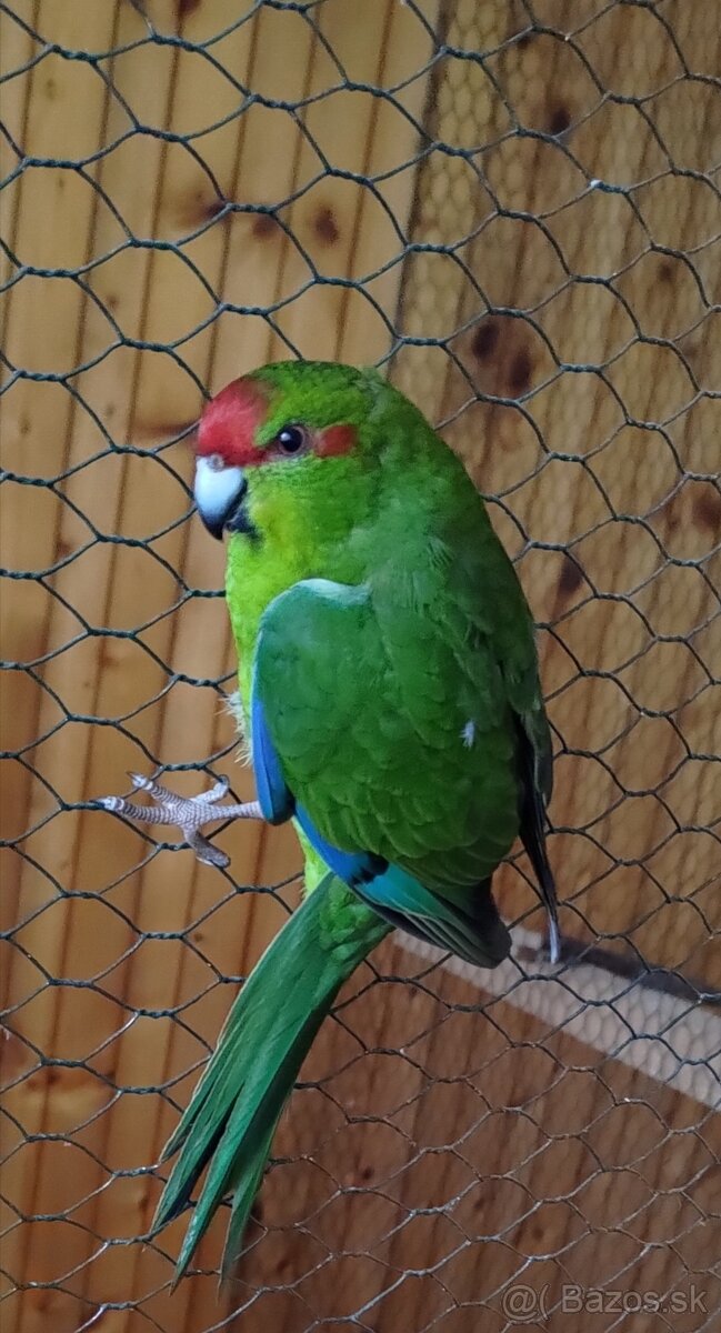 Predám kakariki - 3