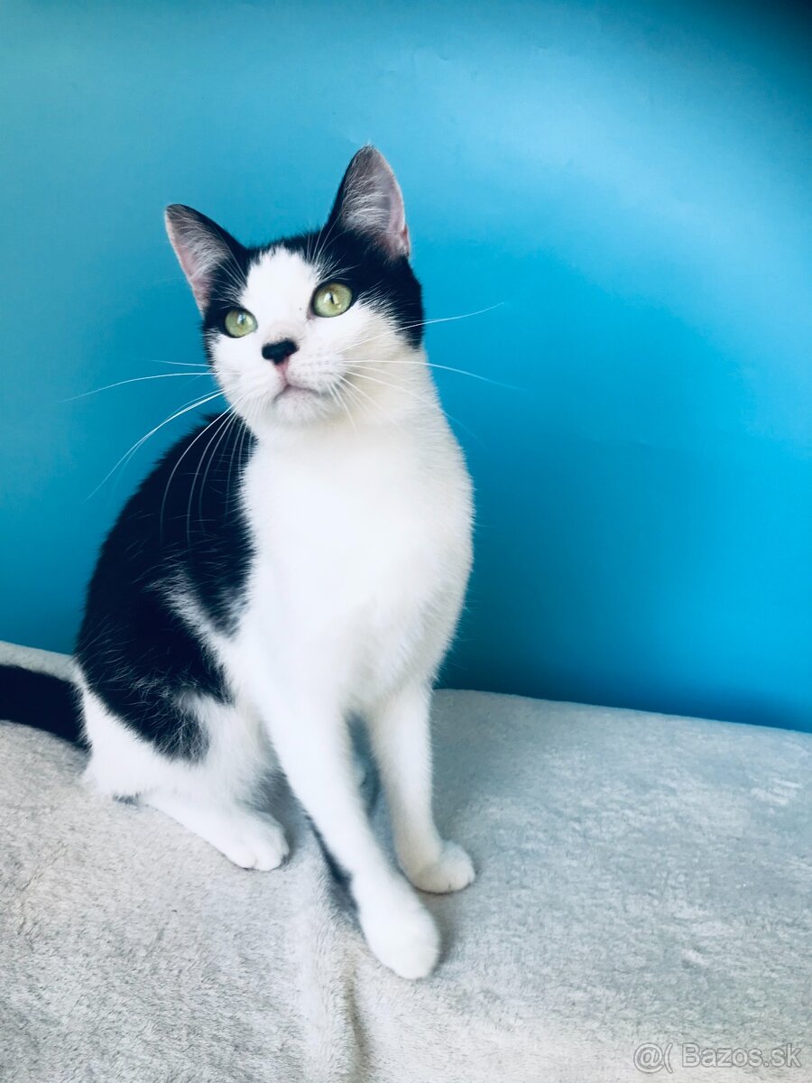 ALICKA SI HĽADÁ DOMOV VO VNÚTRI - 3