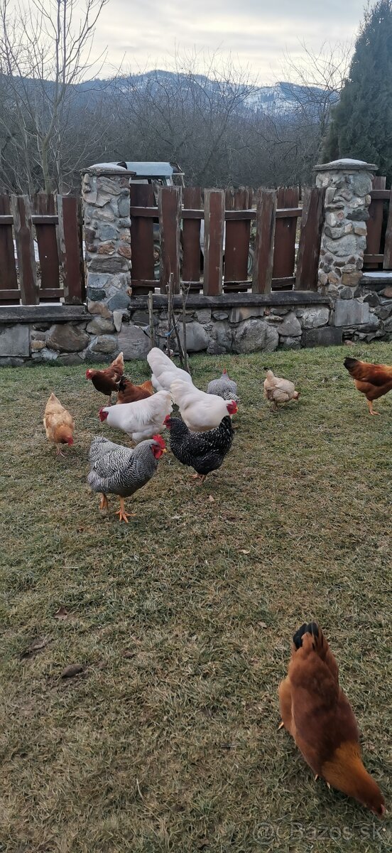 Predám slepačie vajíčka - 3