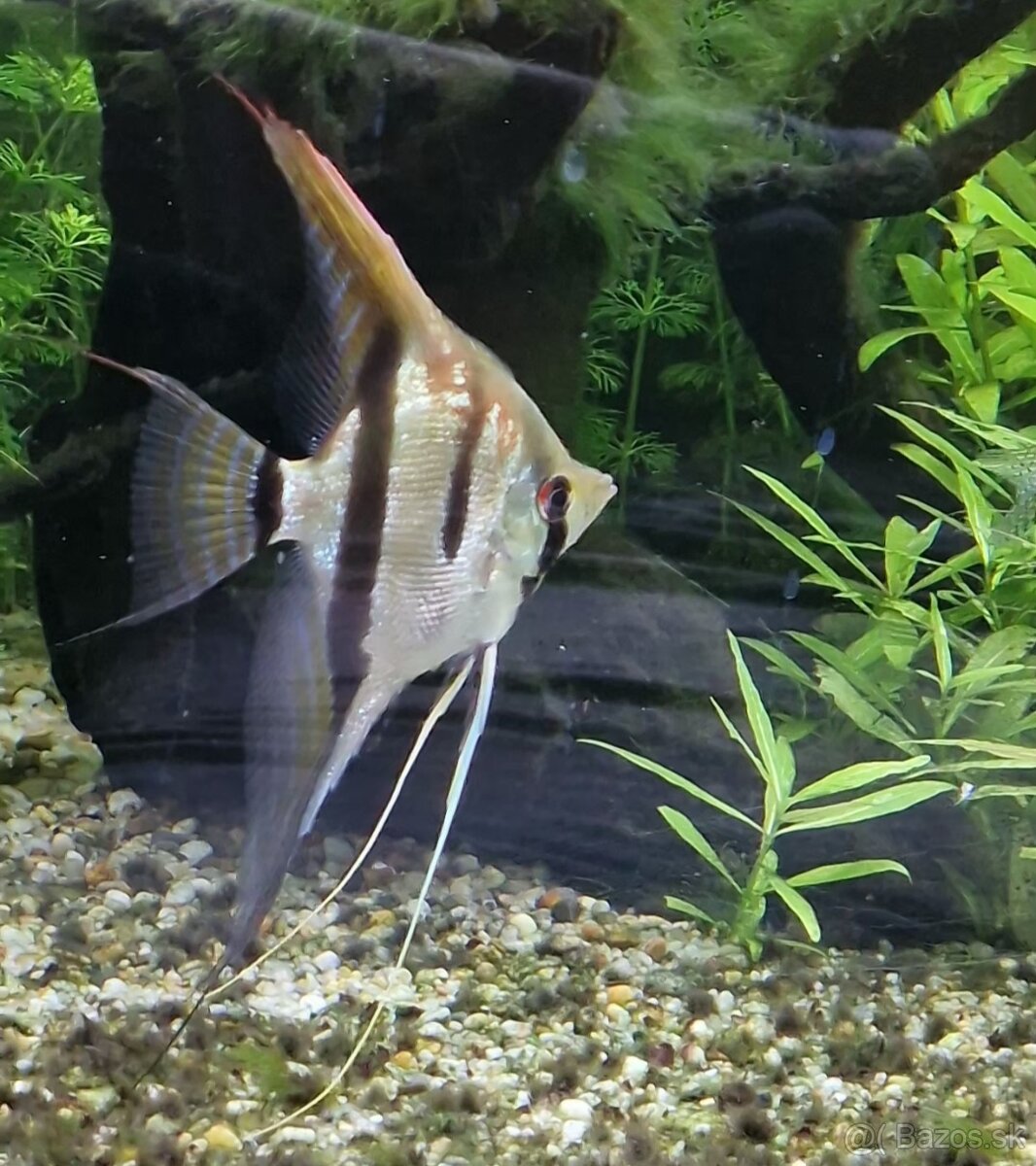 Skalár Sao Gabriel - 3