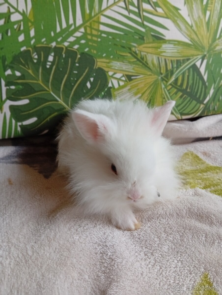 Zdrobnené zakrslé zajačiky - 3