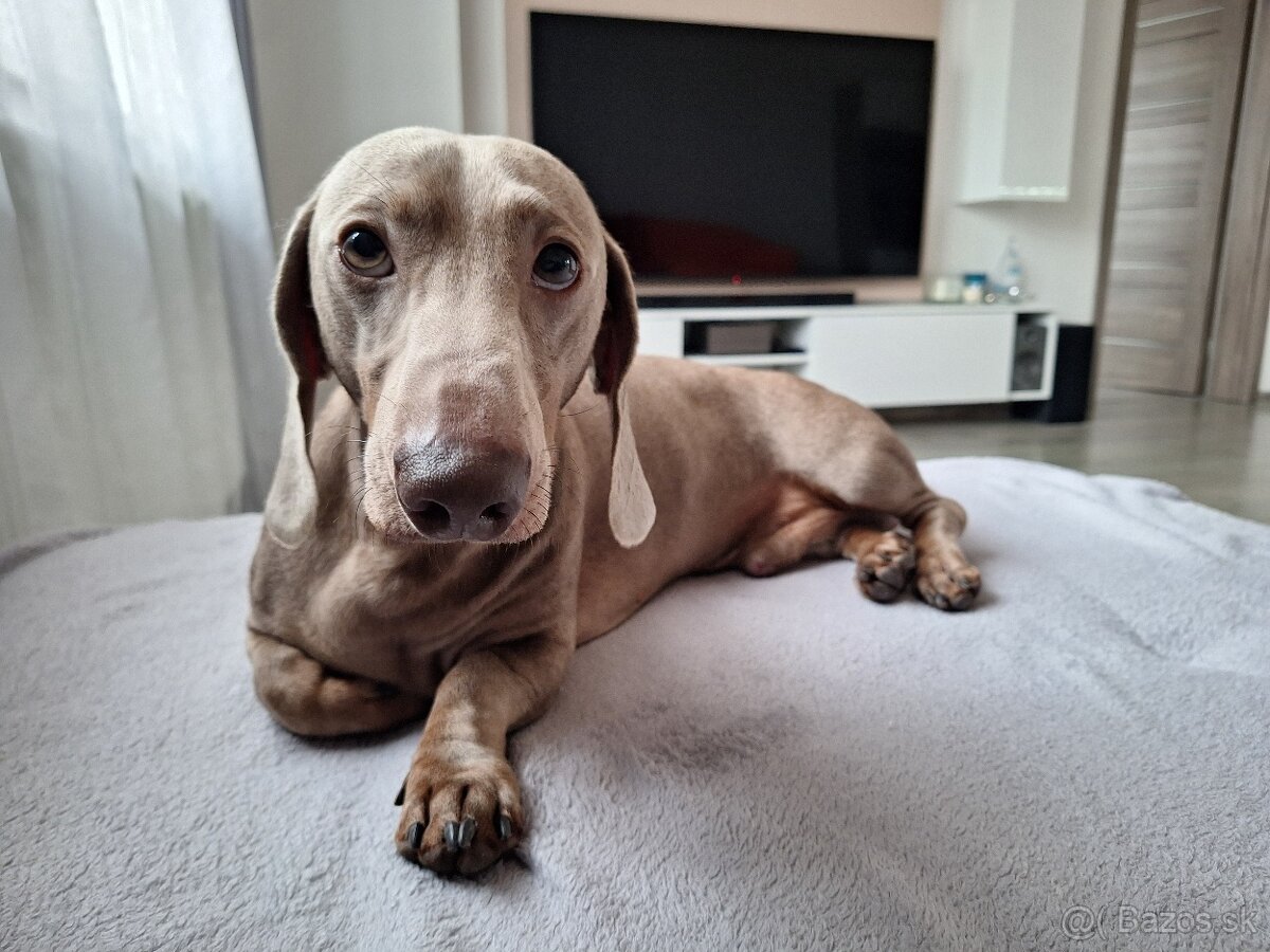 Krytie jazvečík trpasličí isabela - 3