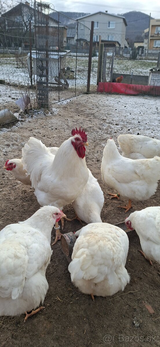 Nasadove vajíčka - 3