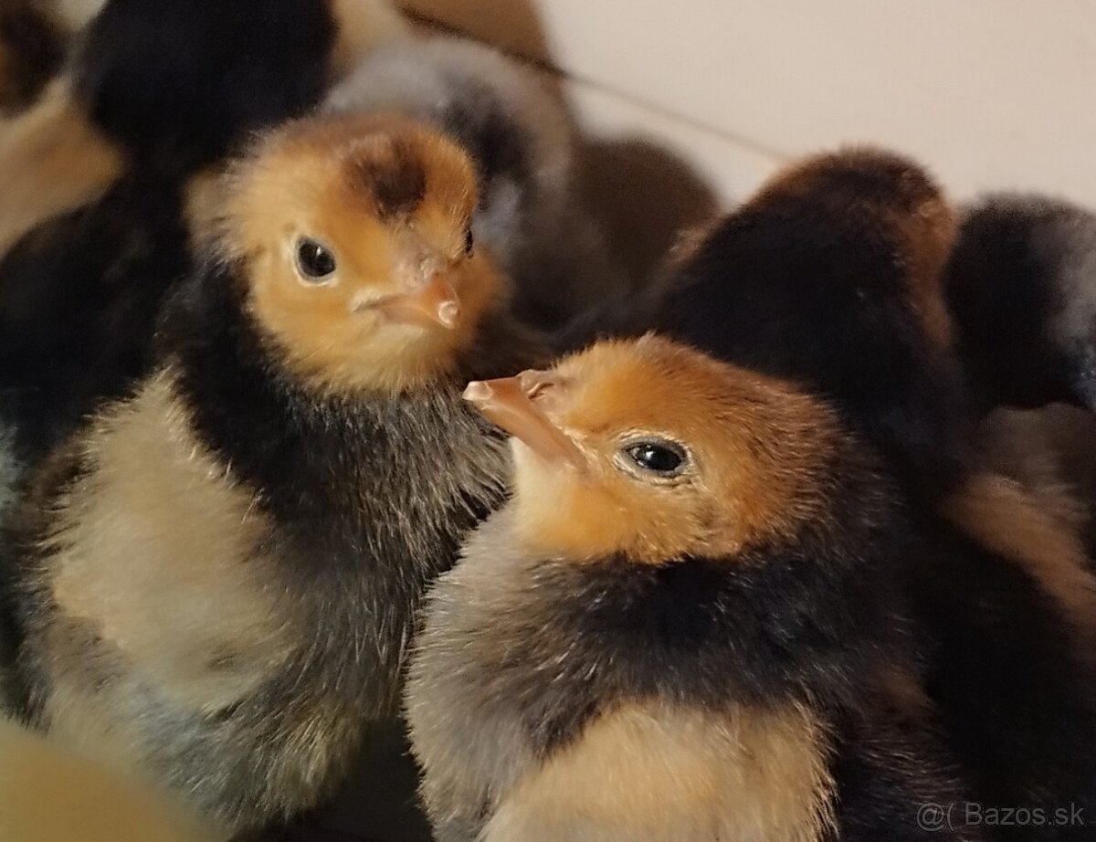 Nasadove vajíčka Appenzelský chocholač - 3