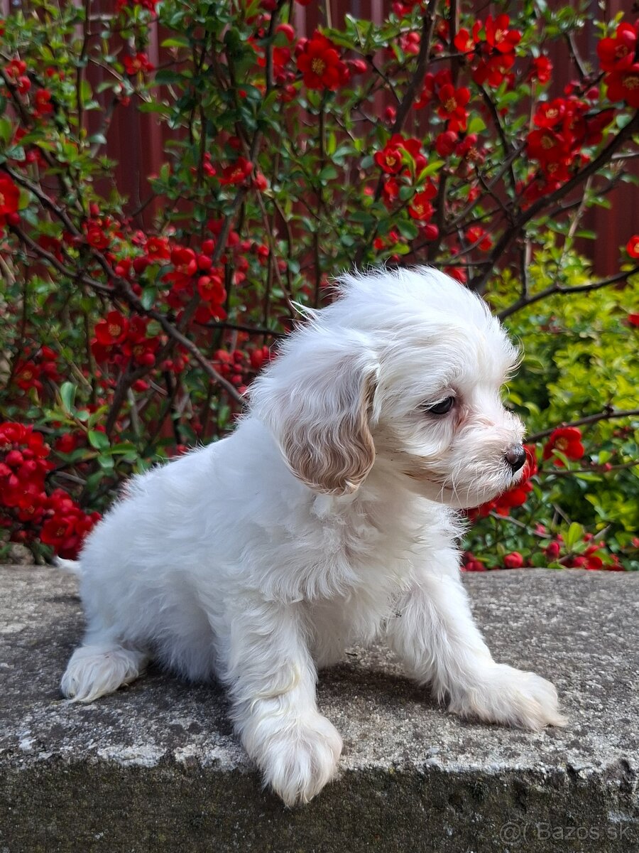 Maltipoo - 3