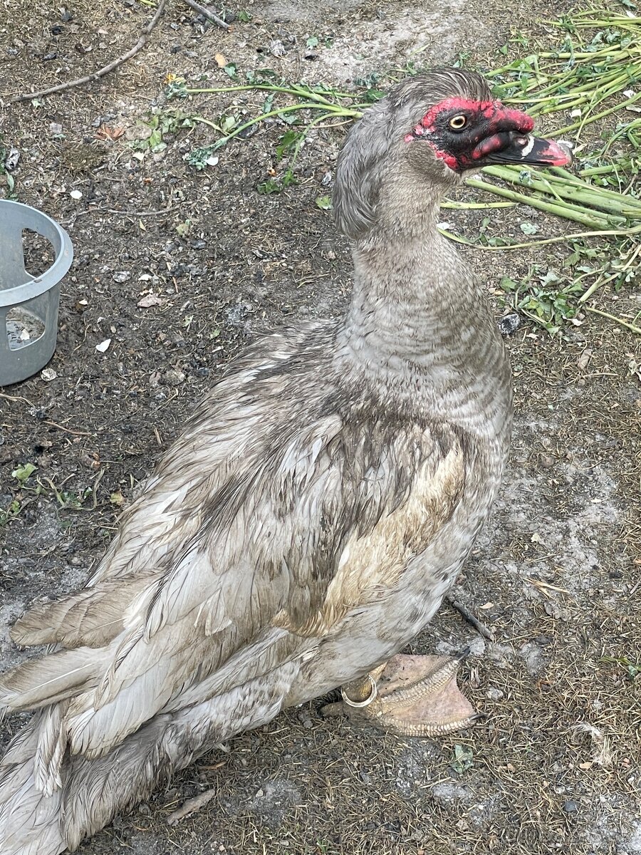 Pizmove kacky - 3