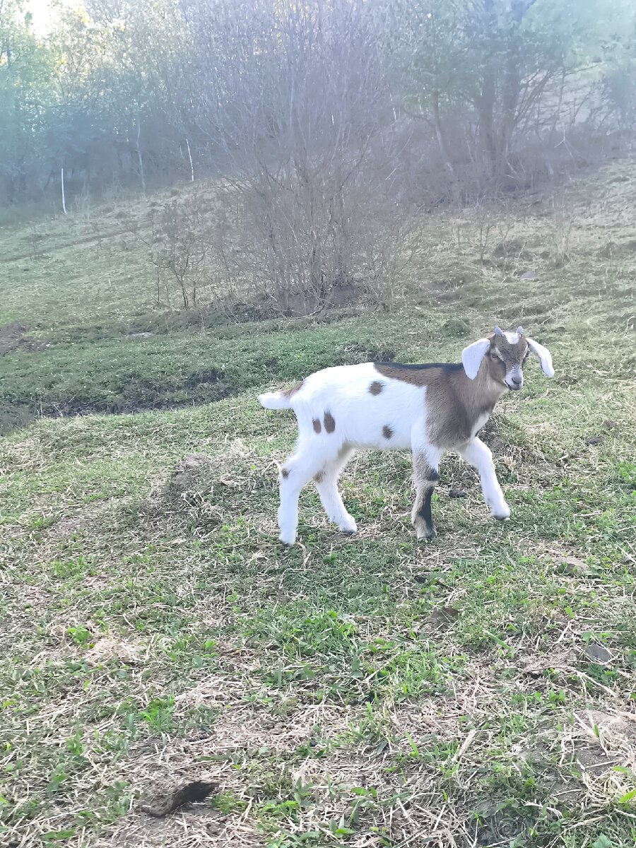 capko hľadá nový - 3