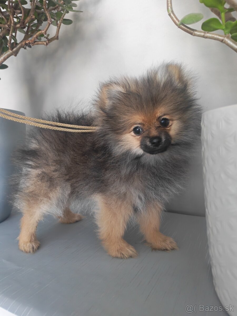 Pomeranian.. - 3