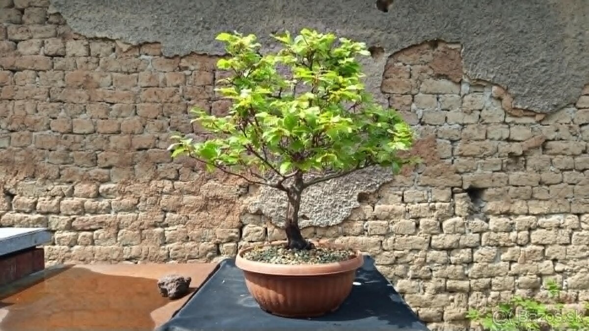 bonsai,bonsaj-hrab 34 - 3