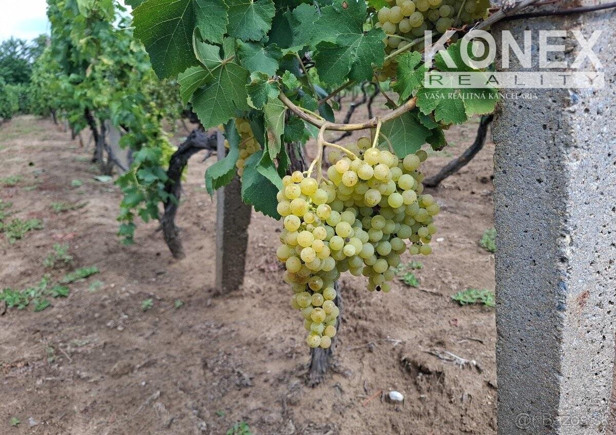 ID-4650 NA PREDAJ Vinohrad - STREDA NAD BODROGOM - 3