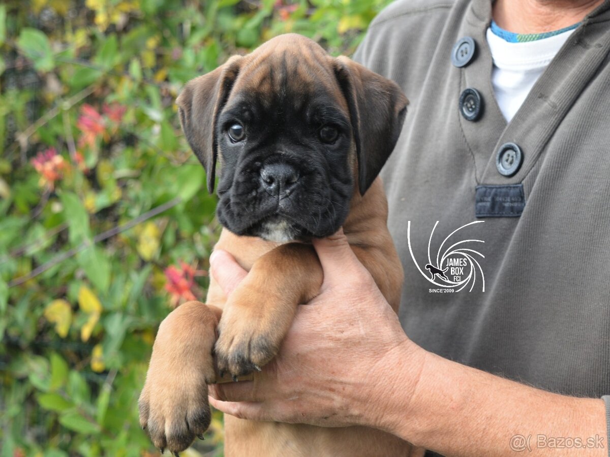 Nemecký boxer- psík s PP - 3