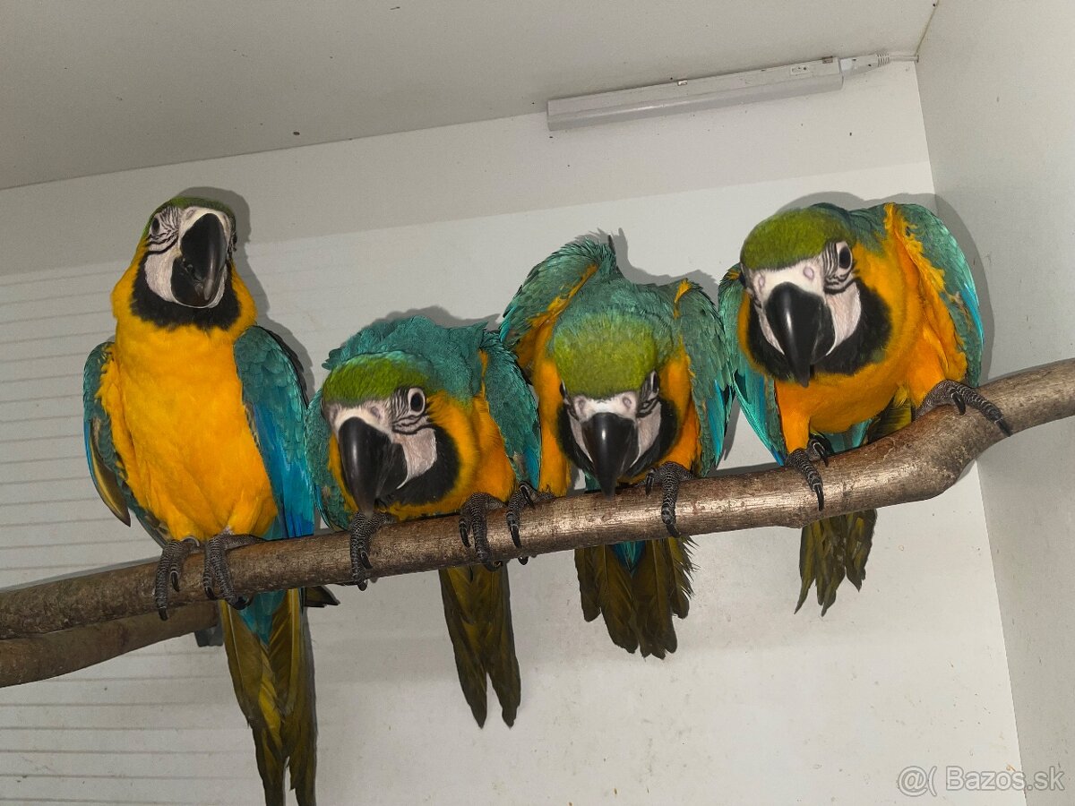 💛💙💛💙mláďatká Ara Ararauna 💛💙💛💙 - 3