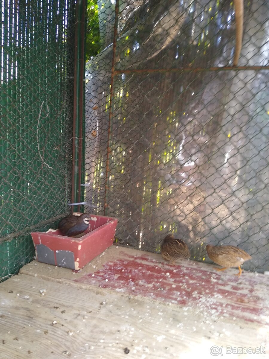 Predám prepelice činske - 3