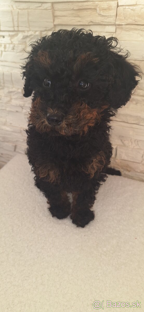 Pudel Trpasličí - 3