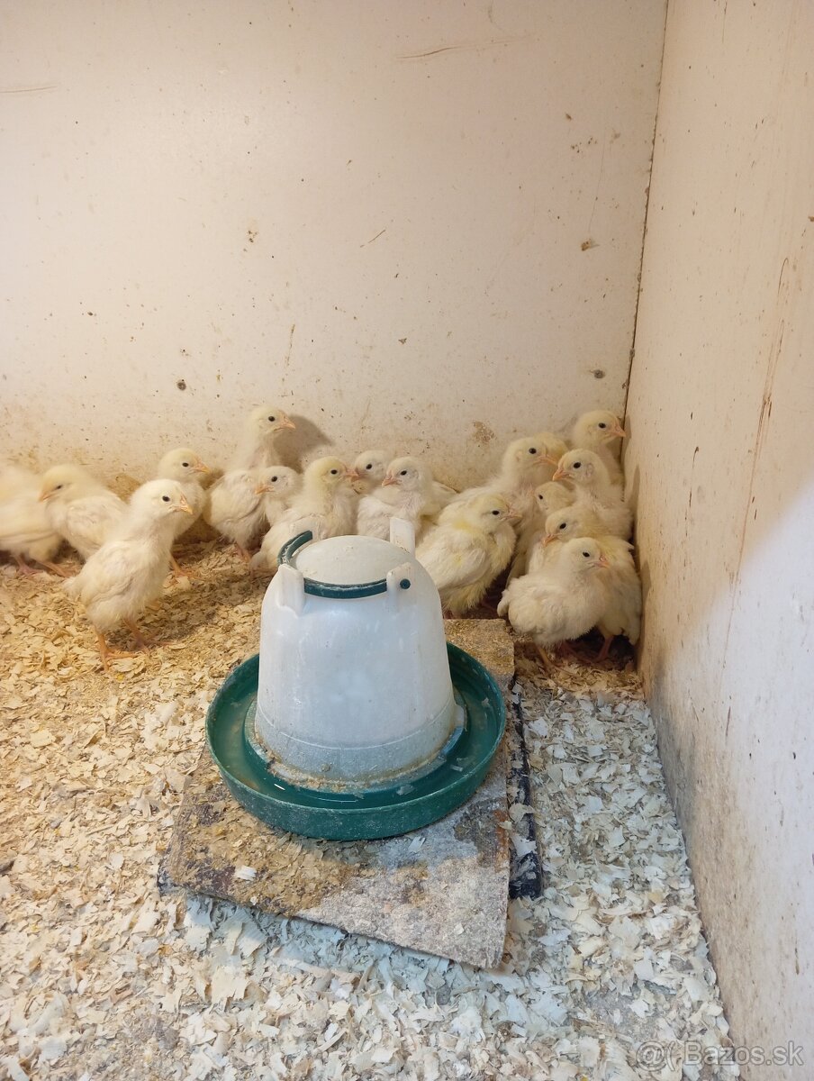 Leghorn, Vlaška jarabičia - 3