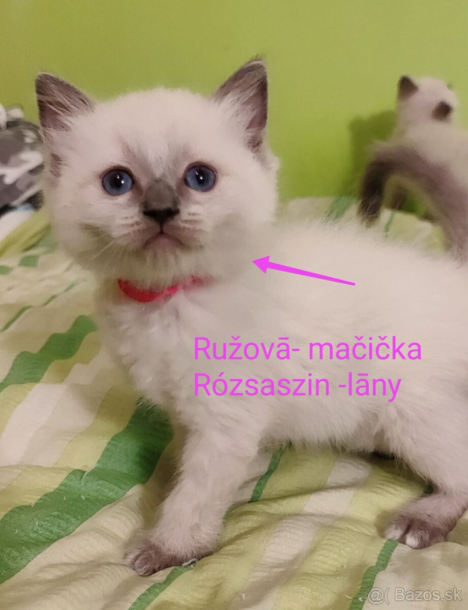 Ragdoll mačičky bez PP - 3