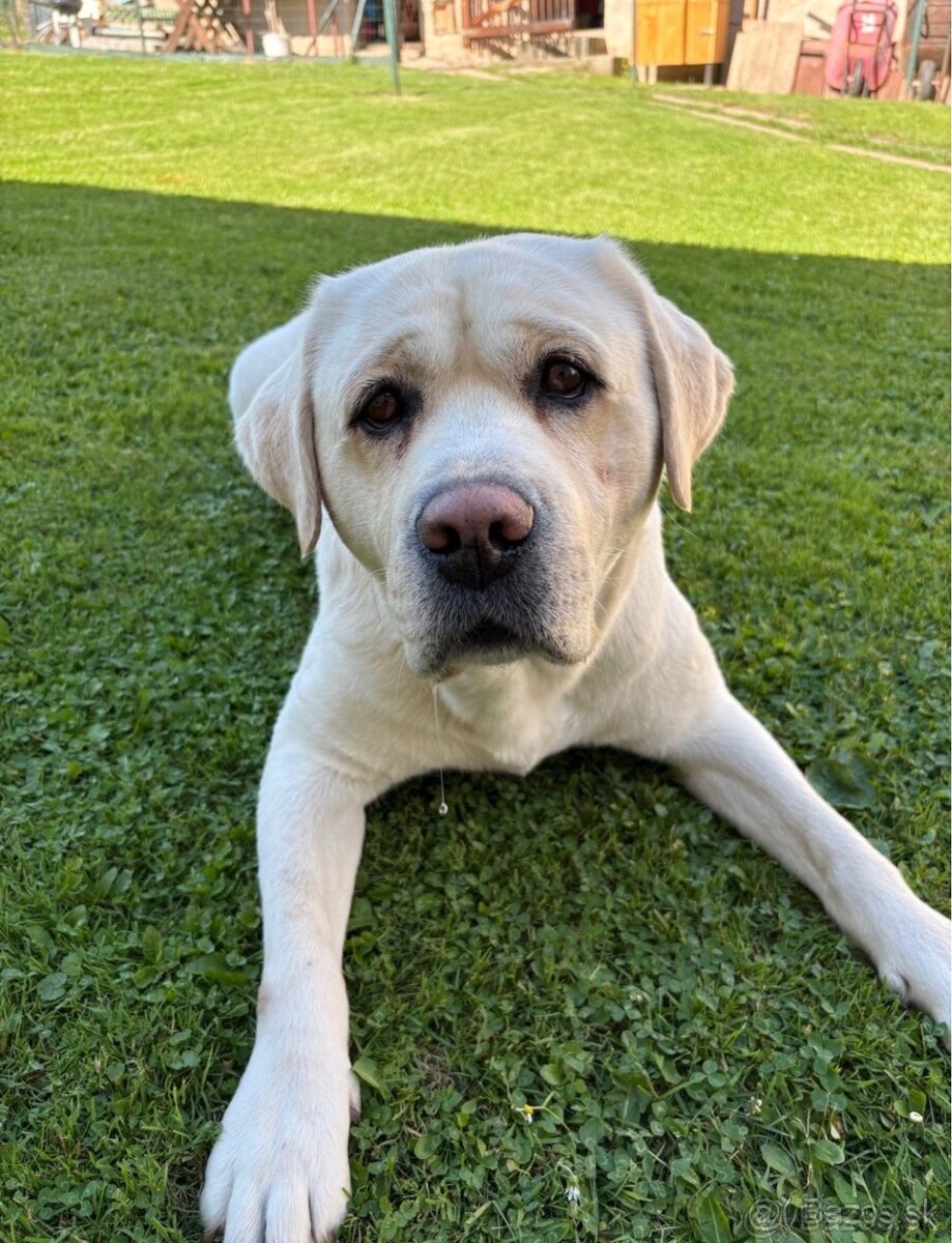 Labrador s PP na krytie - 3